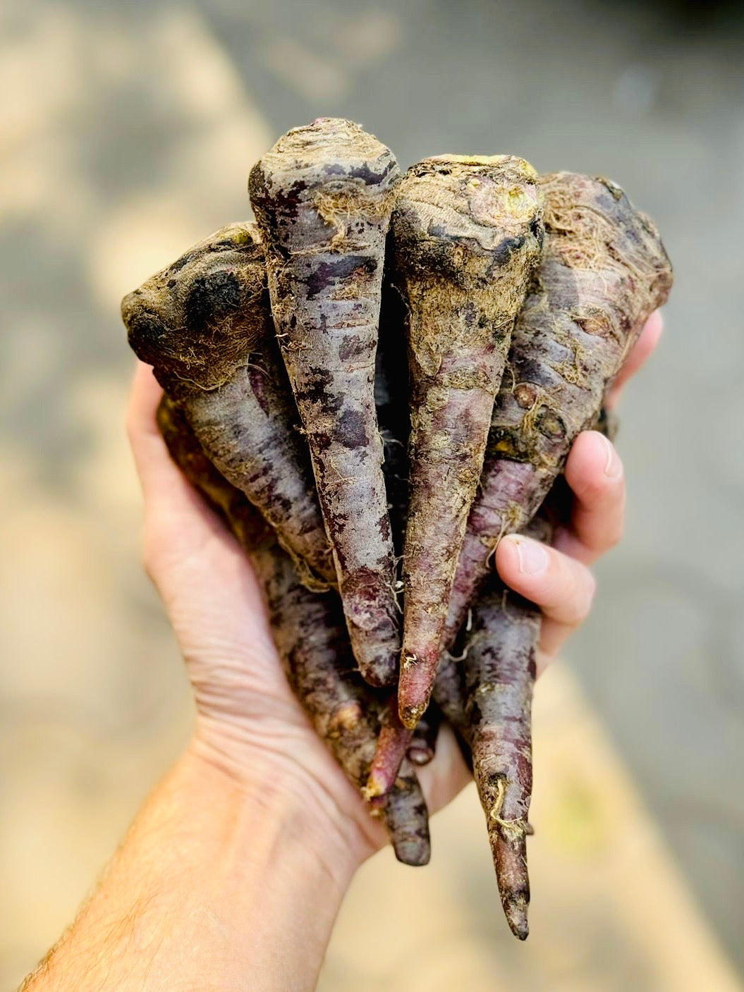 Black Carrot - Uttar Pradesh - Certified Organic