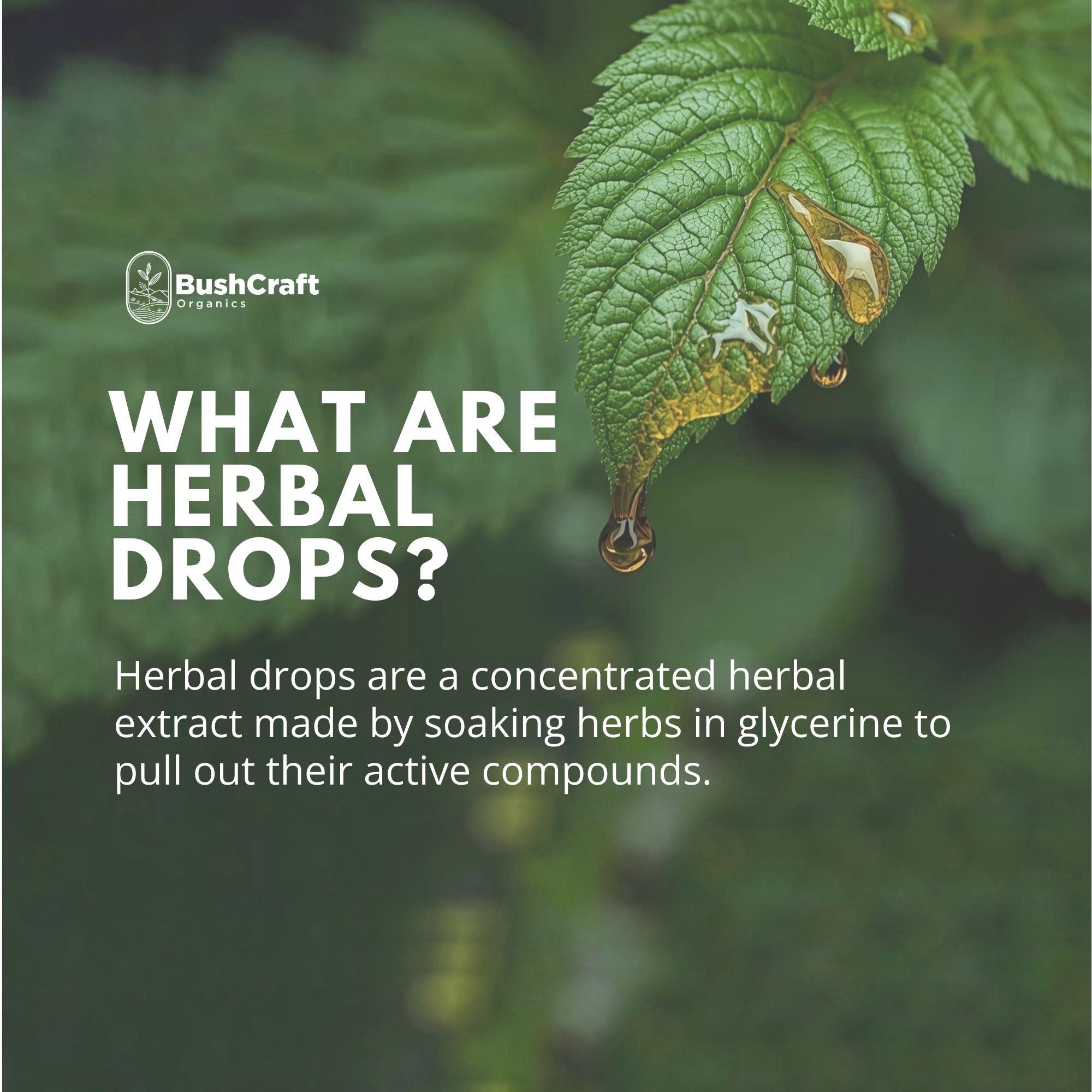 Chamomile Herbal Drops (Flower Extract) - Supports Relaxation and Calmness -No Added Sugar, No Alcohol, No Artificial Additives - Bushcraft- 30ml
