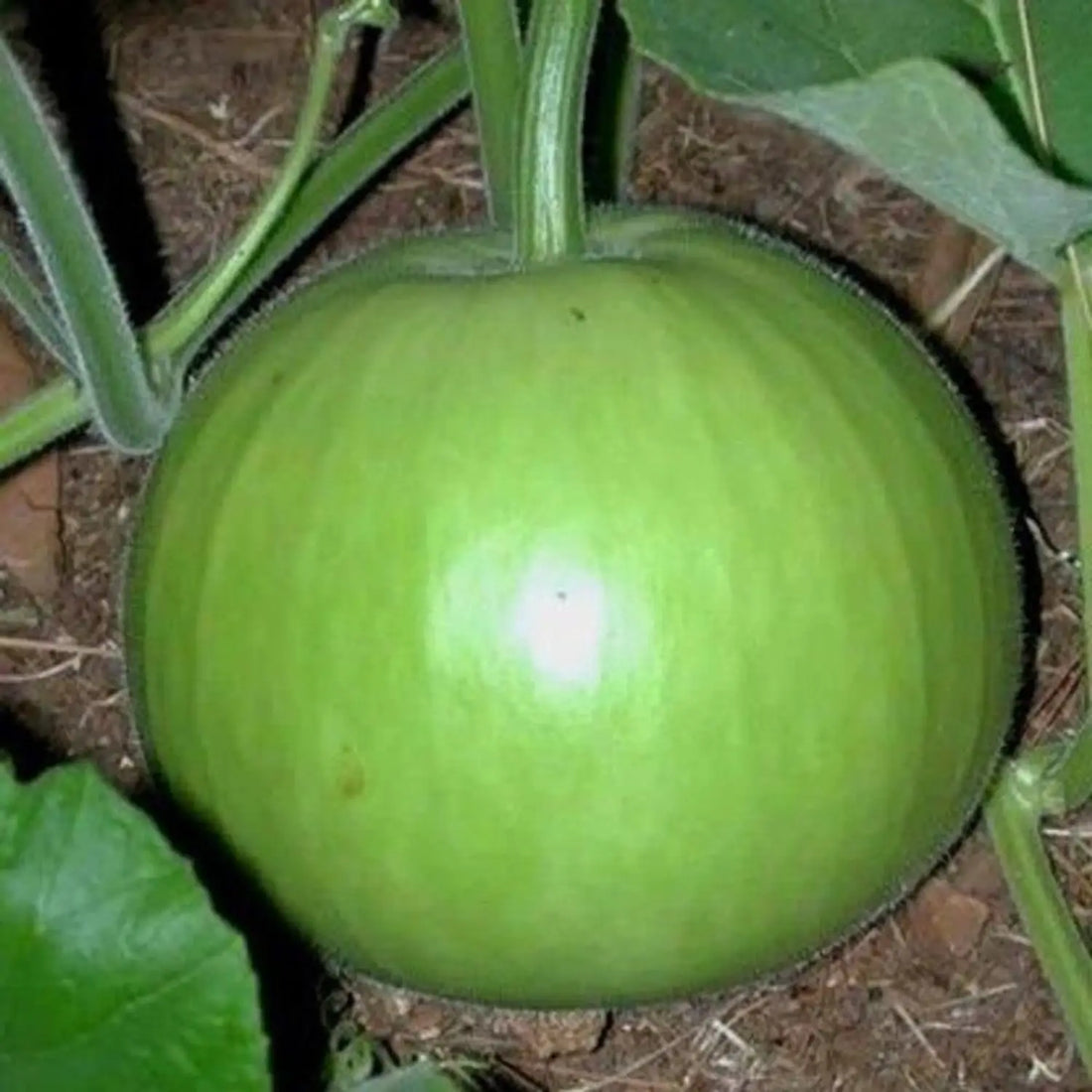 Ghiya | Round Bottle Gourd Ghiya ( Lauki ) - Low In Calories & Rich In Vitamin C, Vitamin K, Vitamin E & Vitamin B - Certified Organic
