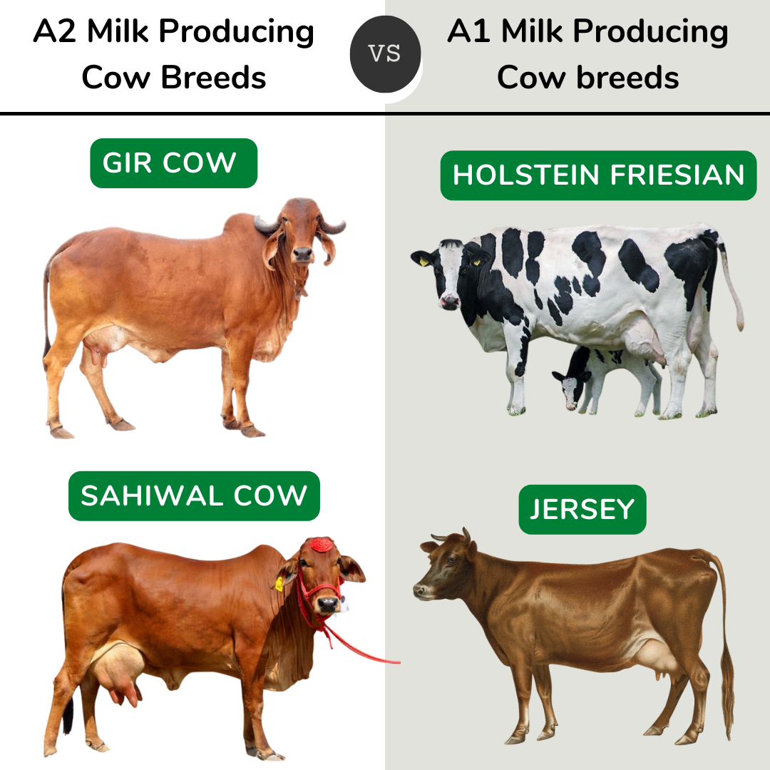 Ghee | A2 Cultured Desi Gir Cow Ghee - Free Grazed & Handmade - Natural - Indian - Two Brothers – 250ml