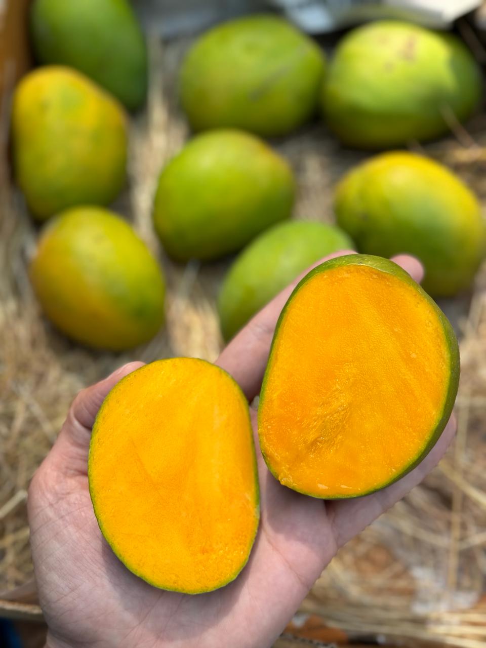 Alphonso Mango | (Ratnagiri) – Organically Grown – Naturally Ripened & Carbide Free