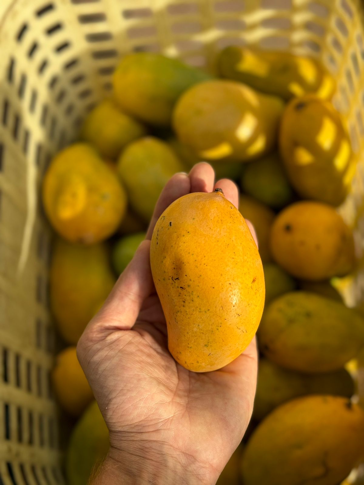 Mango | Amrapali Mango (Uttar Pradesh) – Carbide Free & Naturally Ripened – Certified Organic