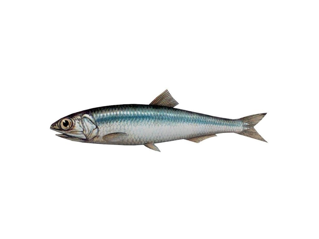 Anchovy Fish - Antibiotics And Hormone Free - Nature’s Soul - 1000gm