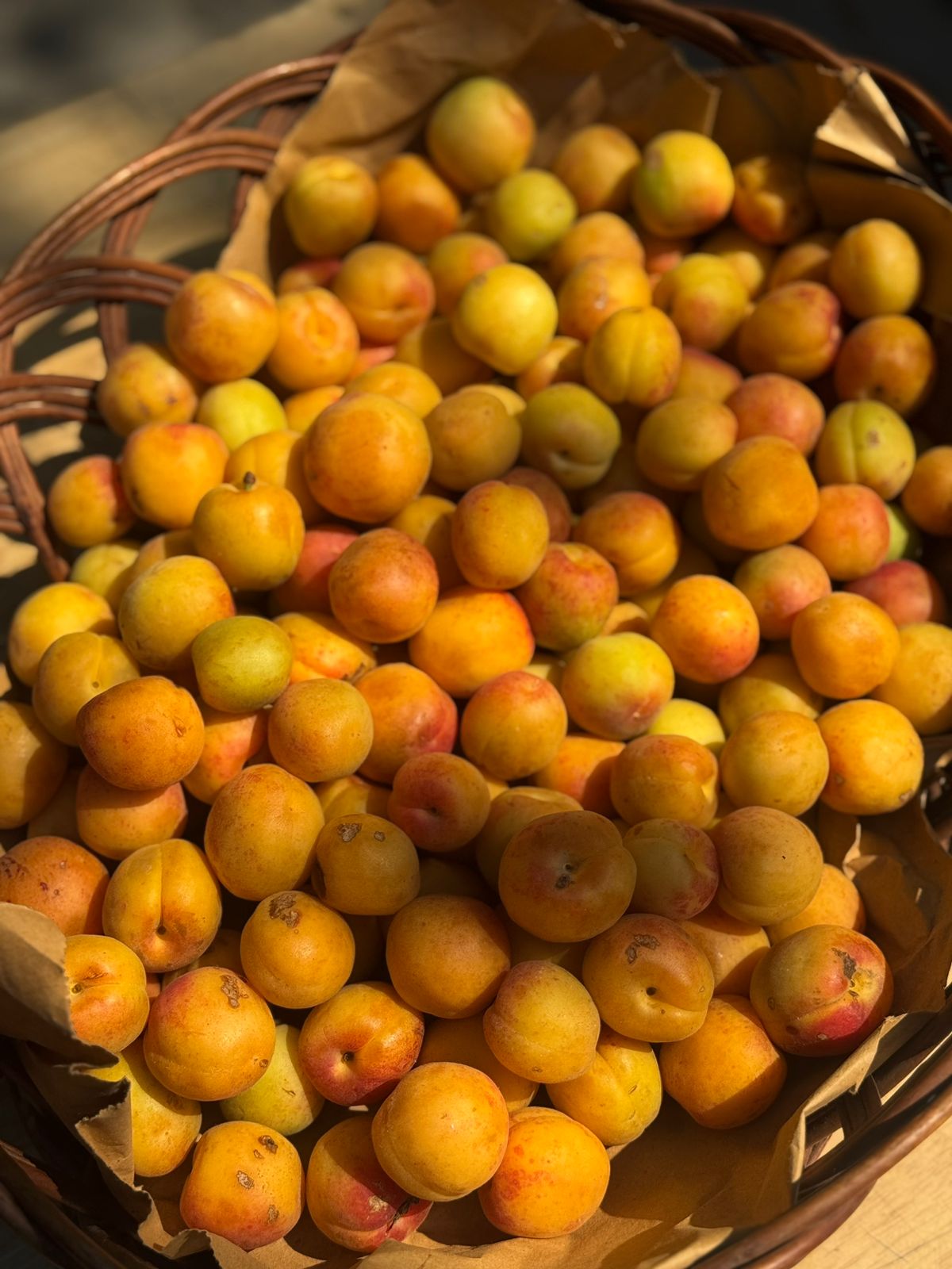 Shakarpara Apricot | (Pachhad, Sirmaur, Himachal Pradesh) - Organically Grown