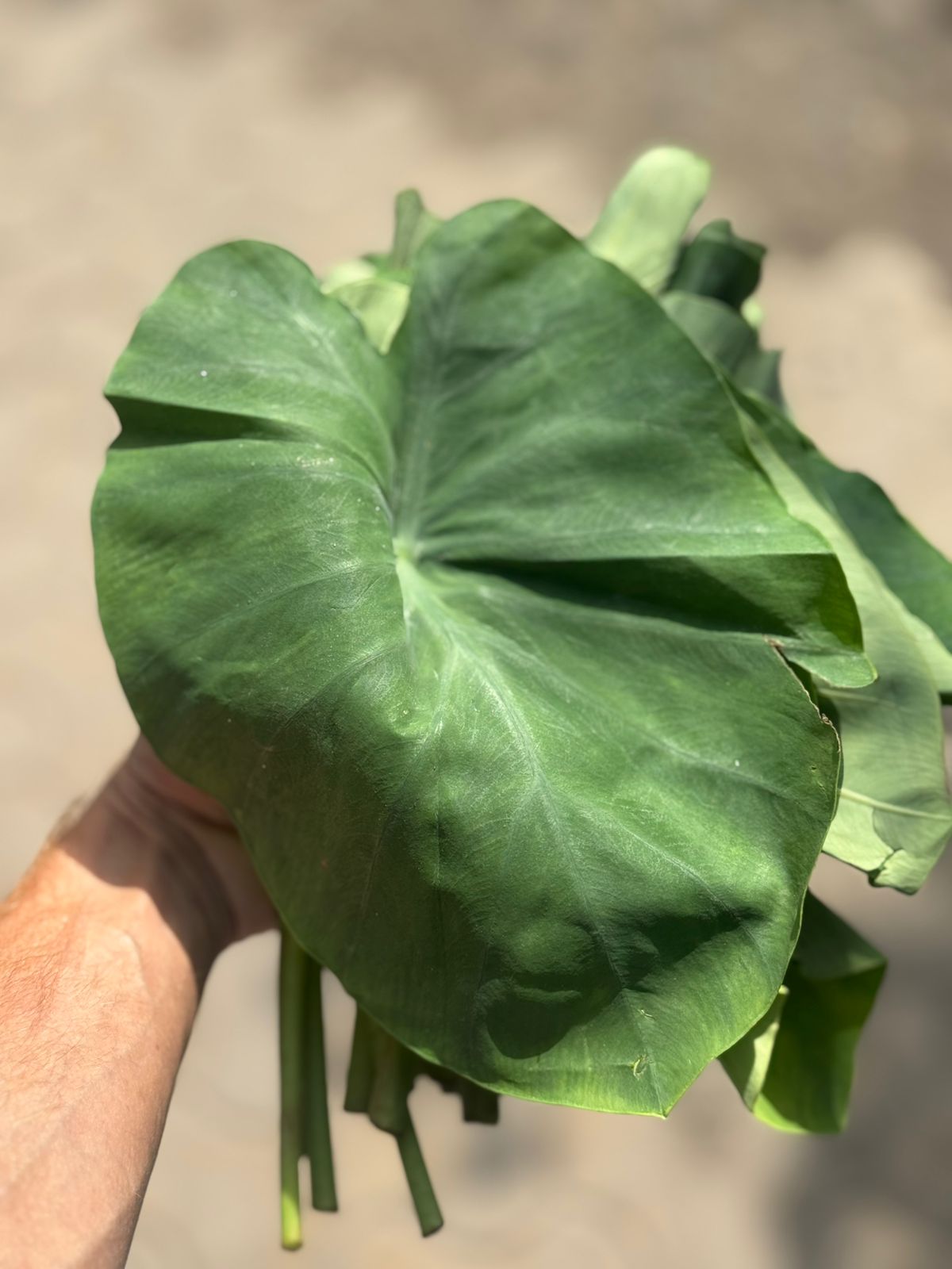 Arbi Patta | Organically Grown - Per Bunch