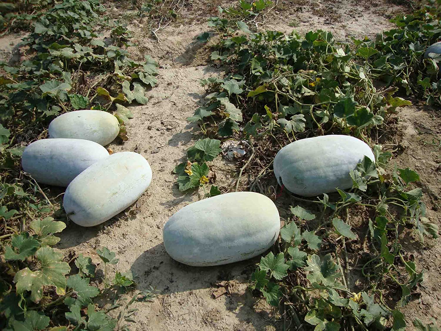 Badi | Ash Gourd (Pahari Petha Badi) - Nainital, Uttarkhand - The Pahari Life – 200gm