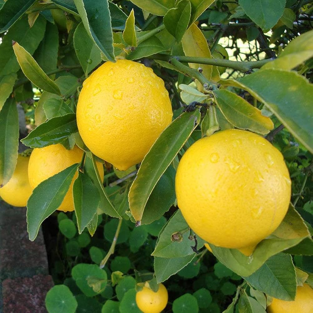 Galgal Nimboo | Baby Galgal Nimboo- Small Lemon - Bulandshahr