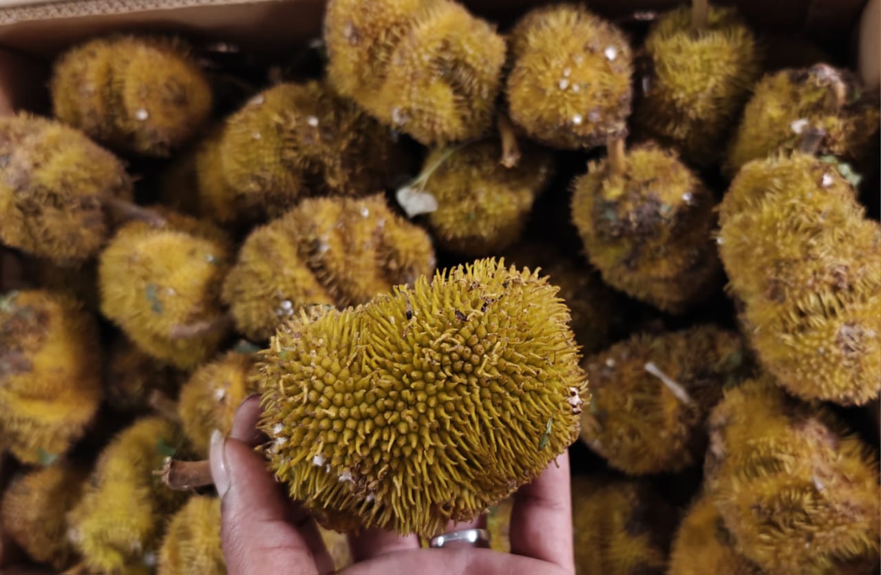 Jackfruit | Wild Jack Fruit - Aini Chakka - (Coimbatore)
