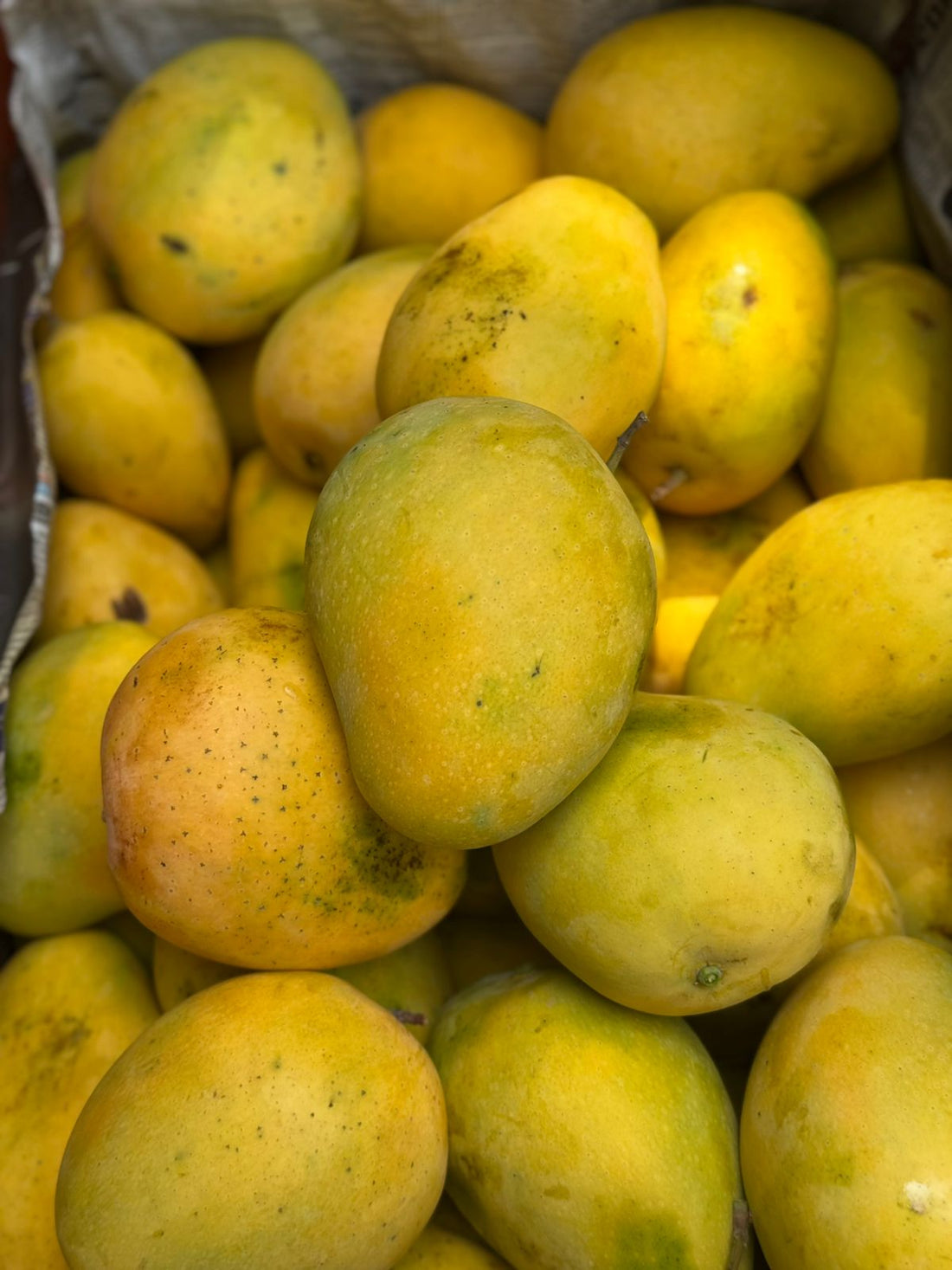 Mango | Badami Mango – Maharashtra - Organically Grown - Carbide Free & Naturally Ripened-Certified Organic