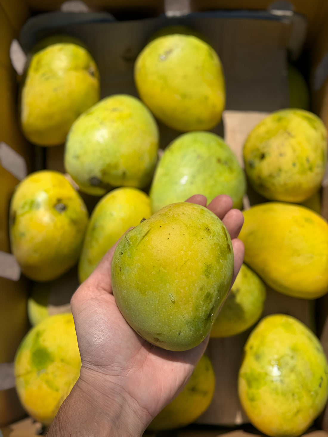 Mango | Banganapalli Mango (Andhra Pradesh) – Certified Organic – Carbide Free & Naturally Ripened