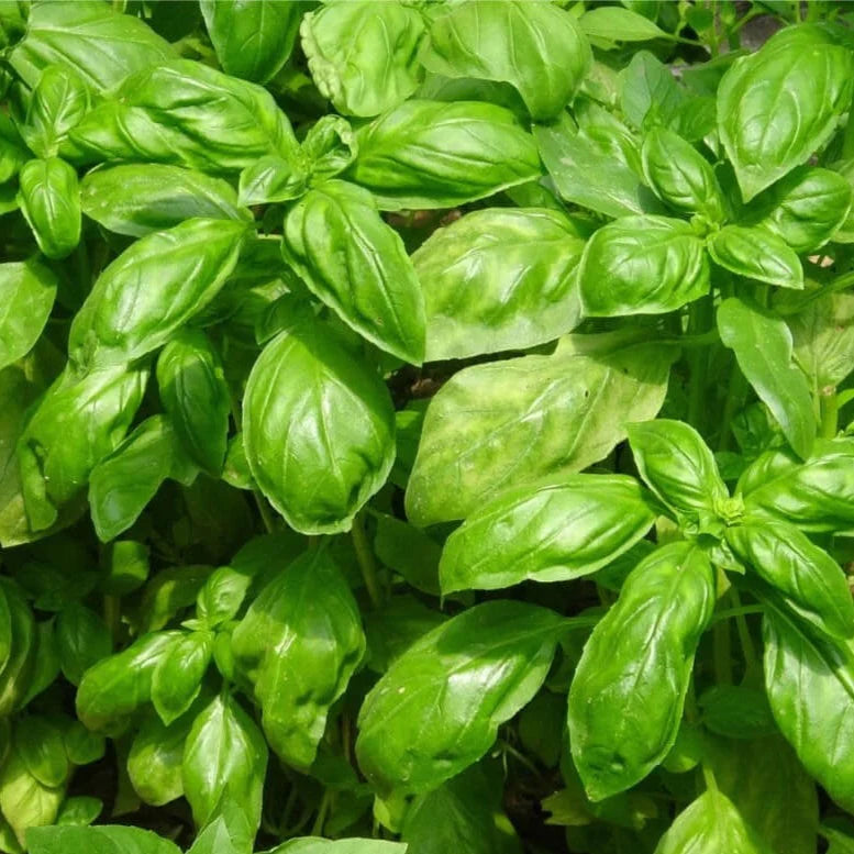 Basil Essential Oil (Ocimum Basilicum Ct. Linalool) - Natural - Indian - Meraki Essentials - 10ml