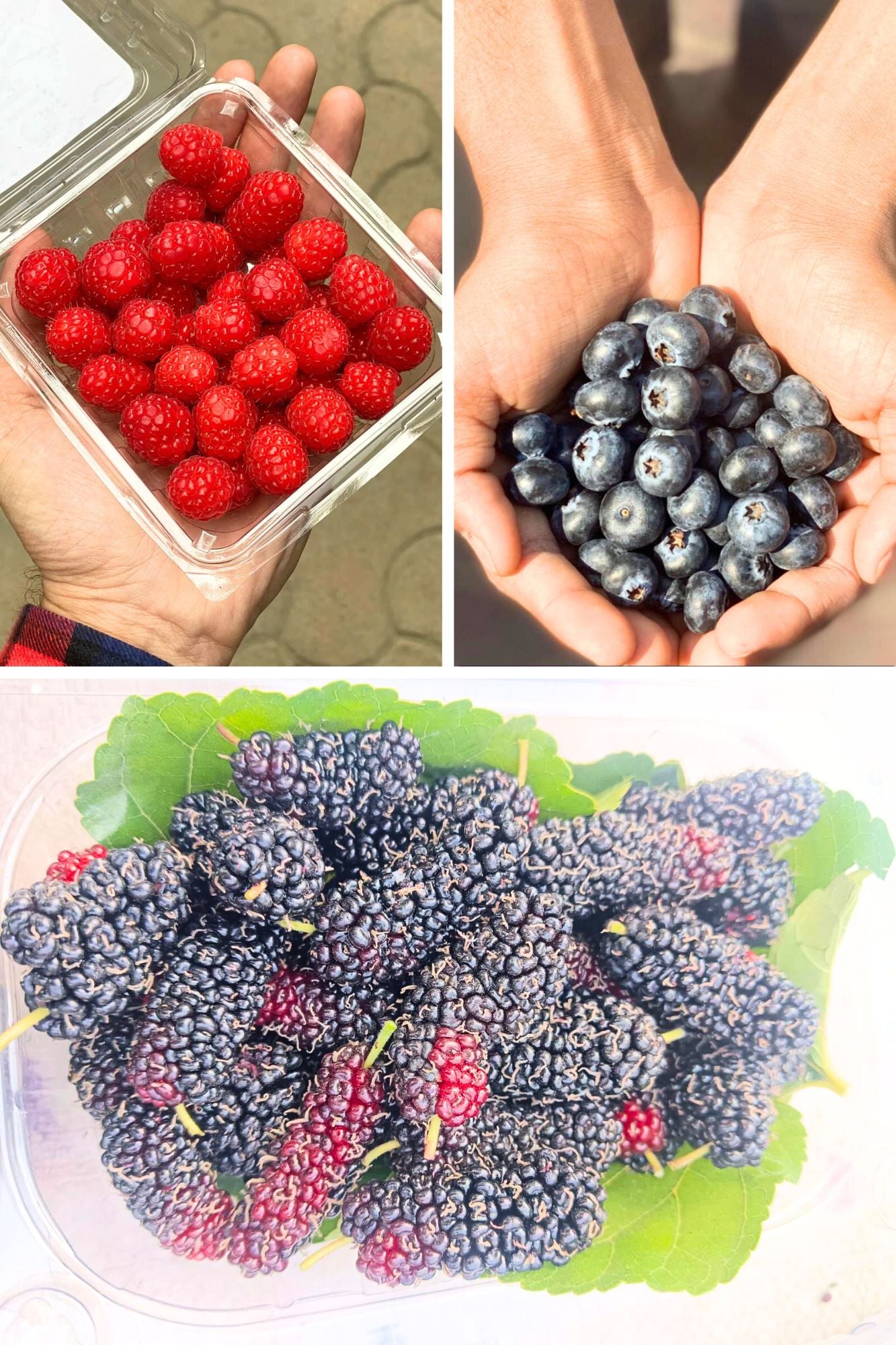 Berry Combo – Fresh & Locally Grown – Raspberry, Blueberry & Mulberry – 1Box Each