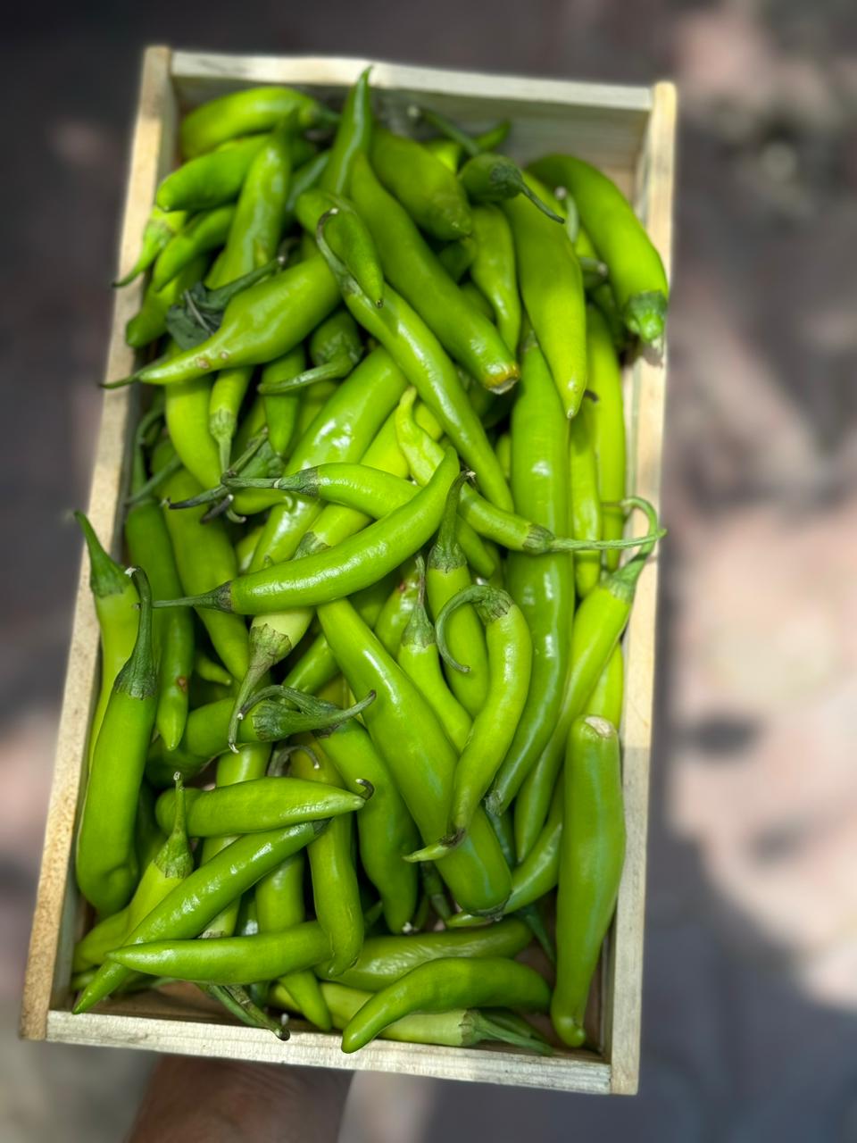 Chilli | Bhavnagri Green Chilli (Gujarat) - Organically Grown