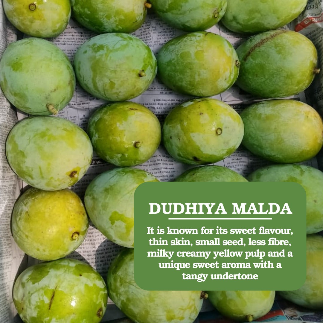 Mango | Bihari Malda Mango – Certified Organic – Carbide Free & Naturally Ripened