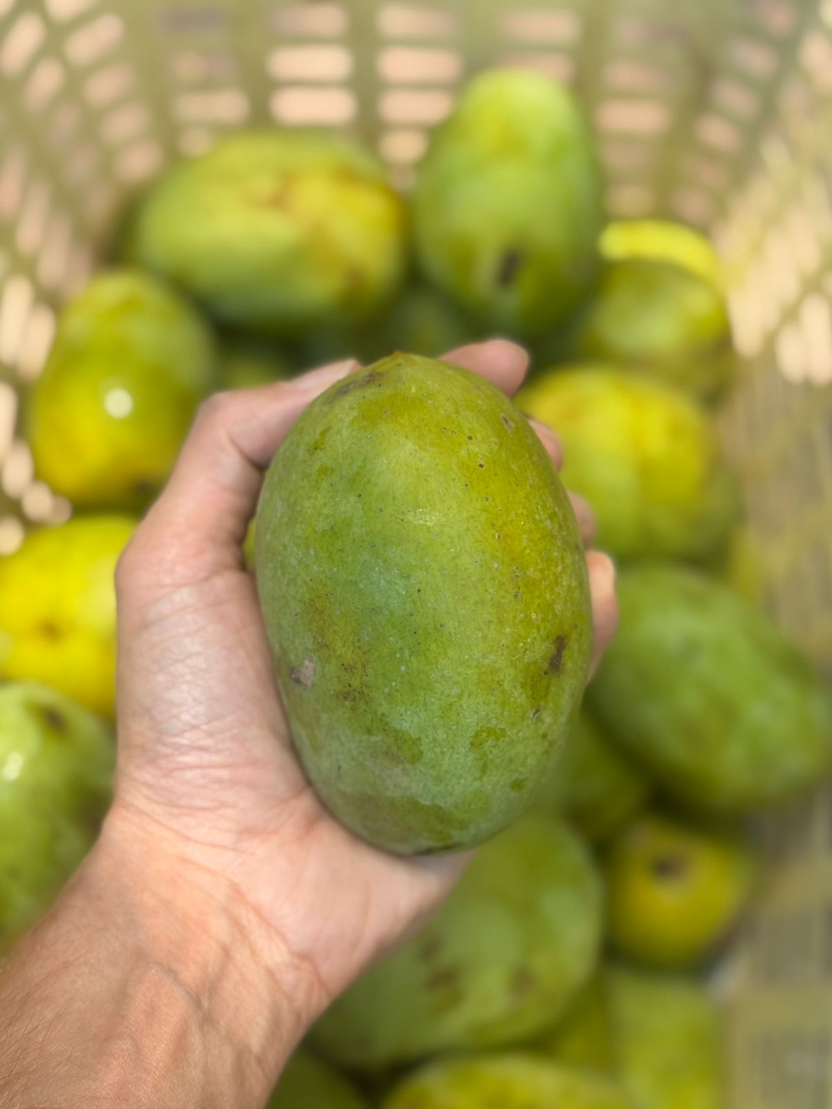 Mango | Bihari Malda Mango – Certified Organic – Carbide Free & Naturally Ripened