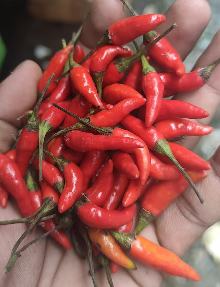 Chilli | Bird&