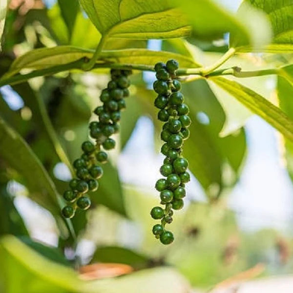 Black Pepper Essential Oil (Piper Nigrum) - Natural - Indian - Meraki Essentials - 10ml