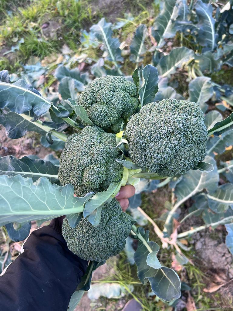 Broccoli (Himachal Pradesh) | Improves Bone Health, Rich In Vitamin C & Reduces Risk Of Cancer - Certified Organic