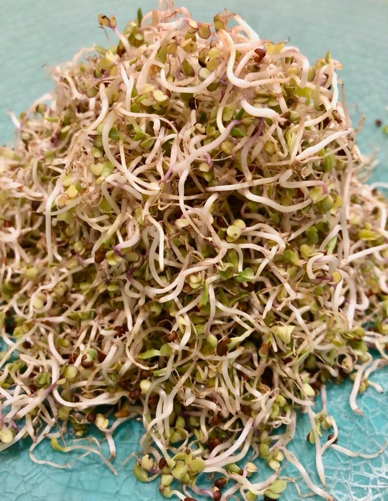 Broccoli Sprouts (60%) + Alpha Alpha sprouts (40%) - 20gm
