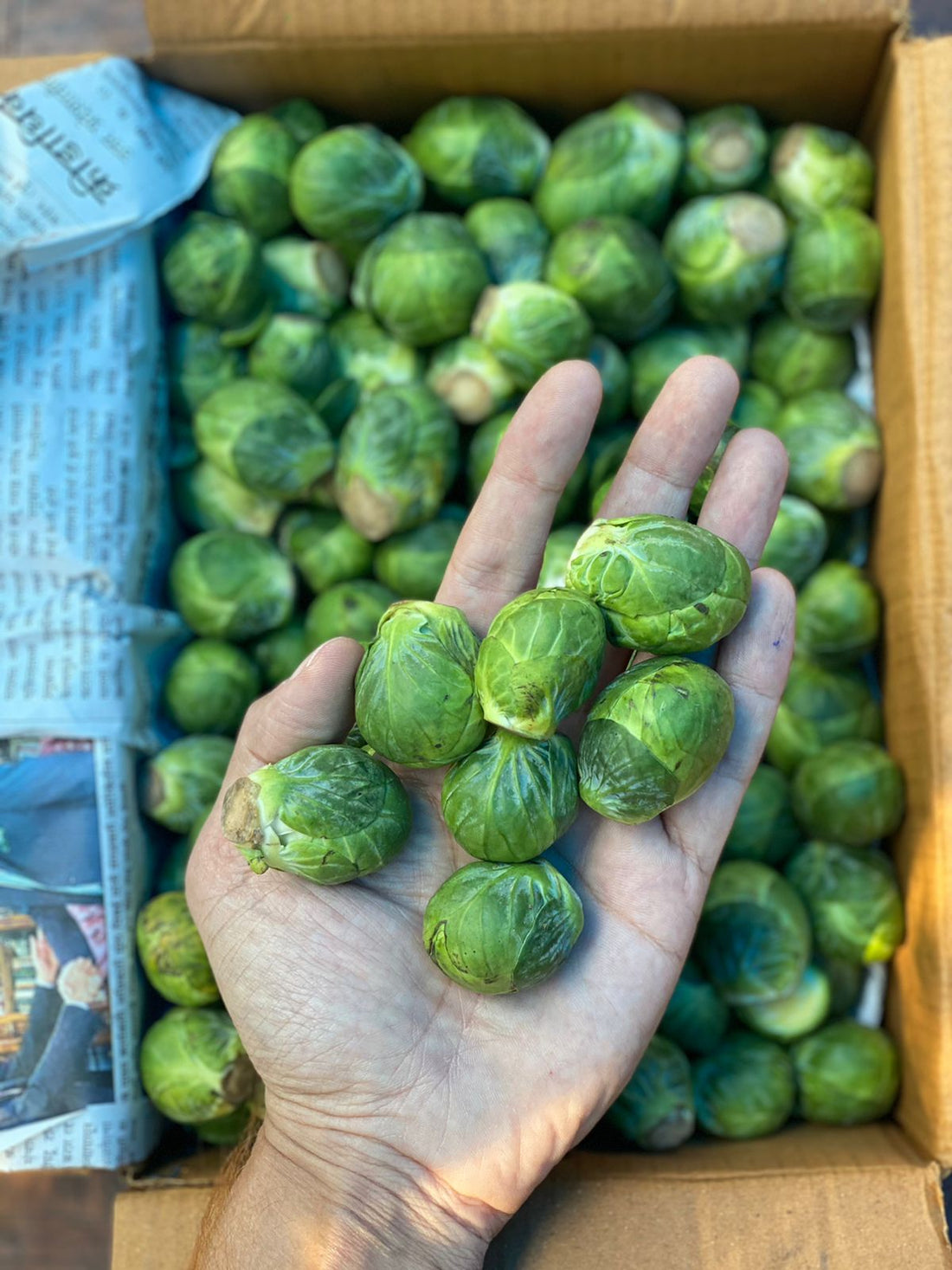 Brussels Sprouts | (Himachal Pradesh) – Rich In Antioxidants, High In Fiber & Rich In Vitamin K – Organically Grown – 200gm