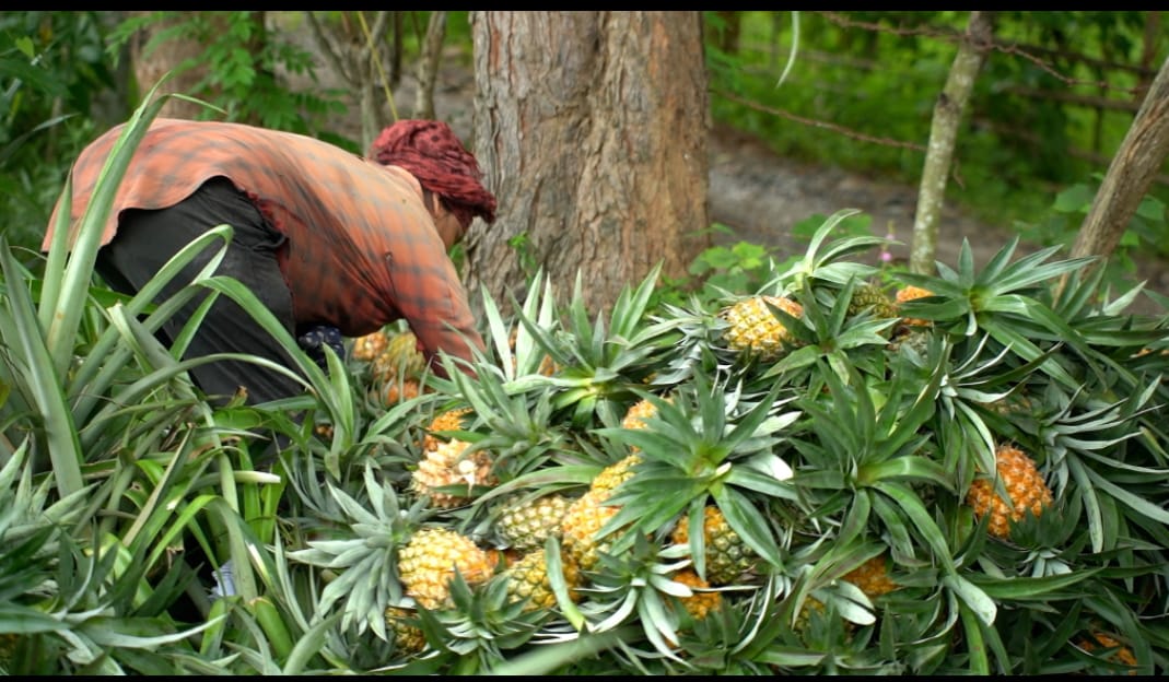 Pineapple | Queen Pineapple (Tripura) - Per Pcs