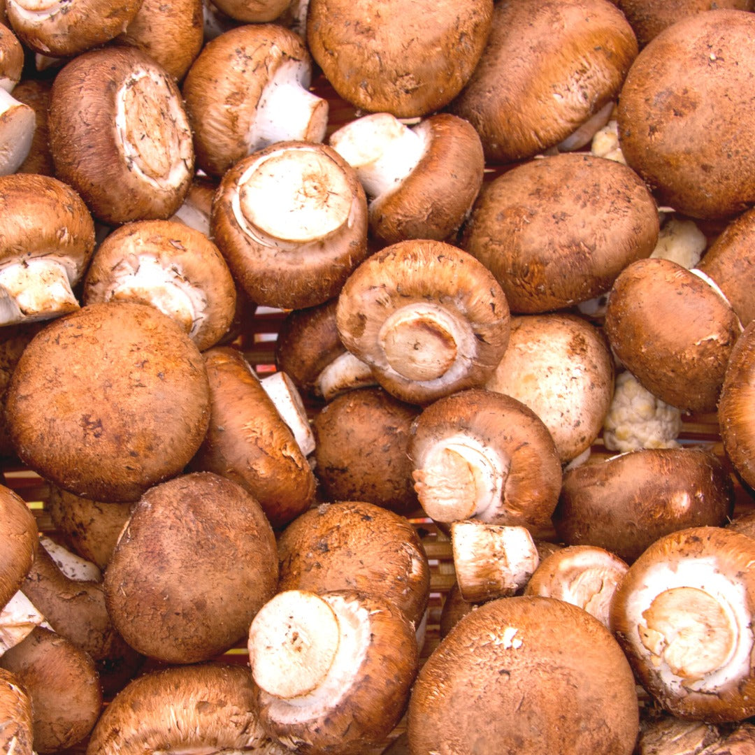 Button Mushroom | (Sonipat) - Organically Grown