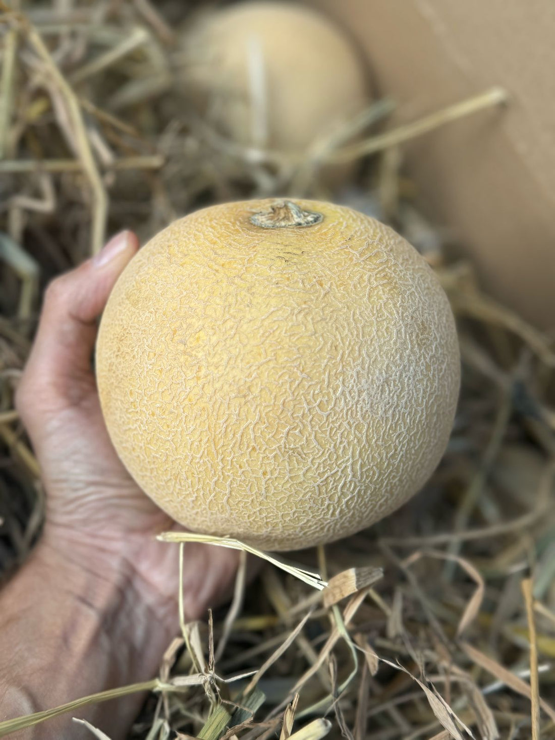 Cantaloupe | Mridula Melon (Ragihalli, Bannerughatta District Near Bangalore) – Natural Farming – Rich in Fiber, Potassium & Vitamin C – Organically grown