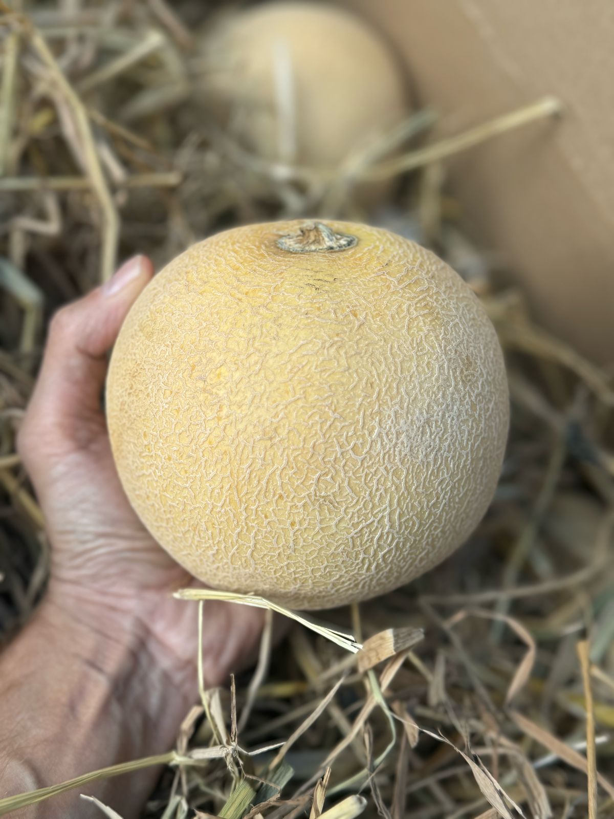 Cantaloupe | Mridula Melon (Ragihalli, Bannerughatta District Near Bangalore) – Natural Farming – Rich in Fiber, Potassium & Vitamin C – Organically grown