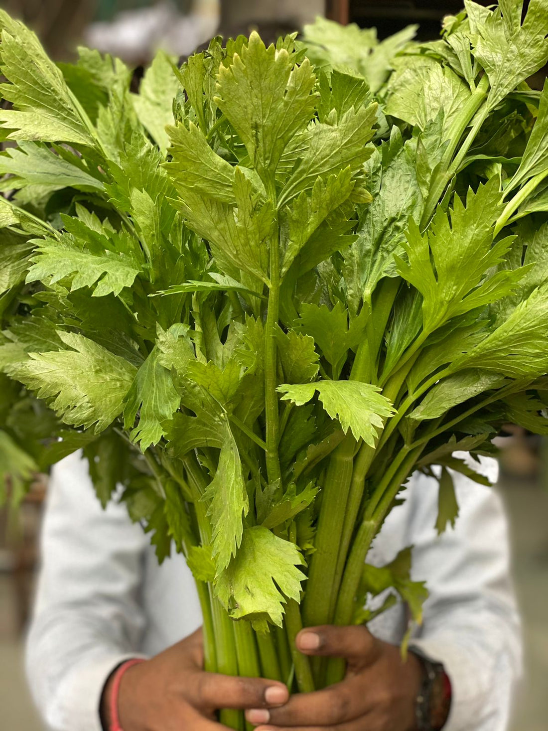 Celery | (Himachal Pradesh) - Low In Calories & Helps Digestion - Certified Organic