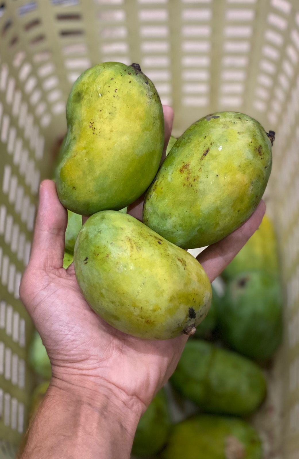 Mango | Chausa Mango (Uttar Pradesh) – Naturally Ripened & Carbide Free – Certified Organic