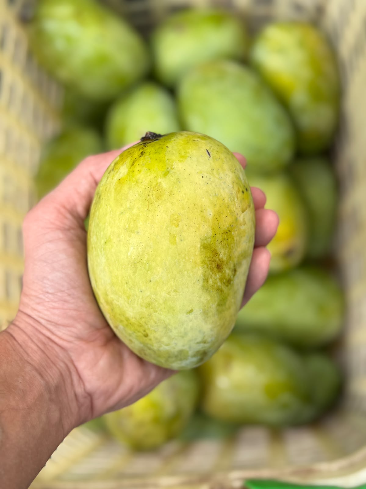 Mango | Chausa Mango (Uttar Pradesh) – Naturally Ripened & Carbide Free – Certified Organic