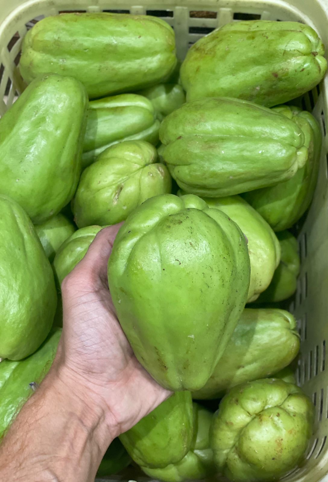 Chow Chow | Protects Heart, Improves Liver Function & Regulates Blood Sugar