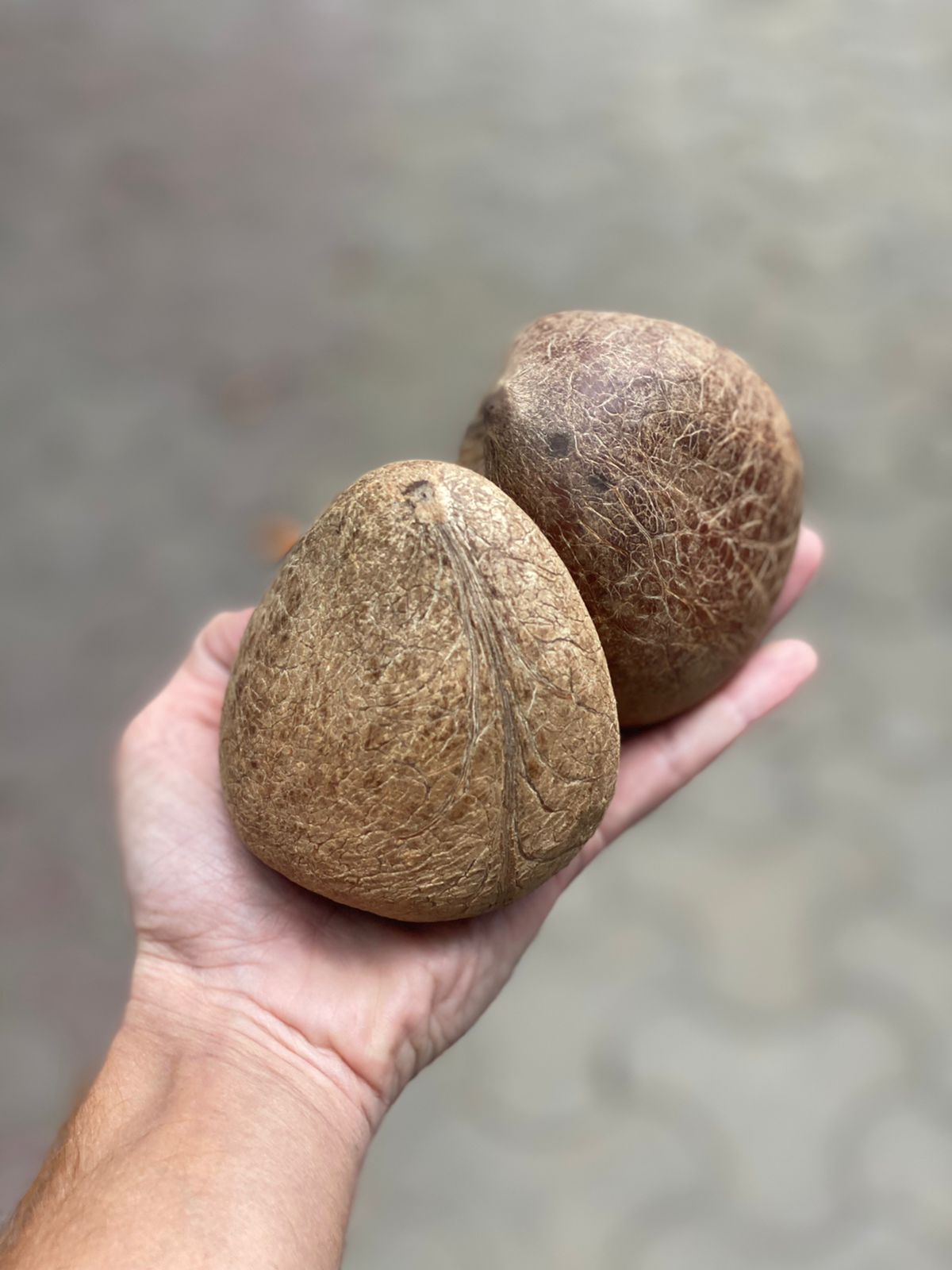Copra (Dry Coconut) | Tamil Nadu - Natural Farming
