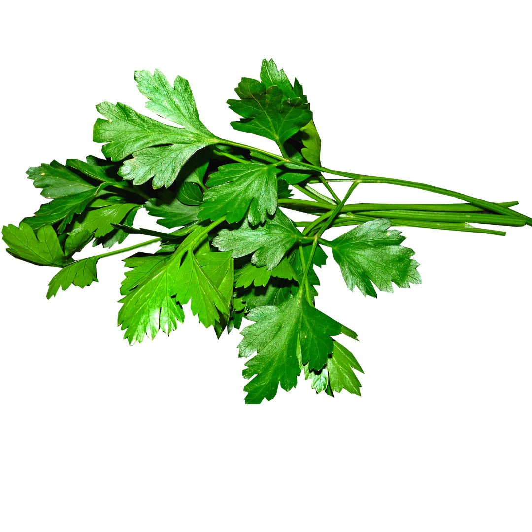 Coriander Leaves | (Sonipat) | Full of Vitamin K - Certified Organic