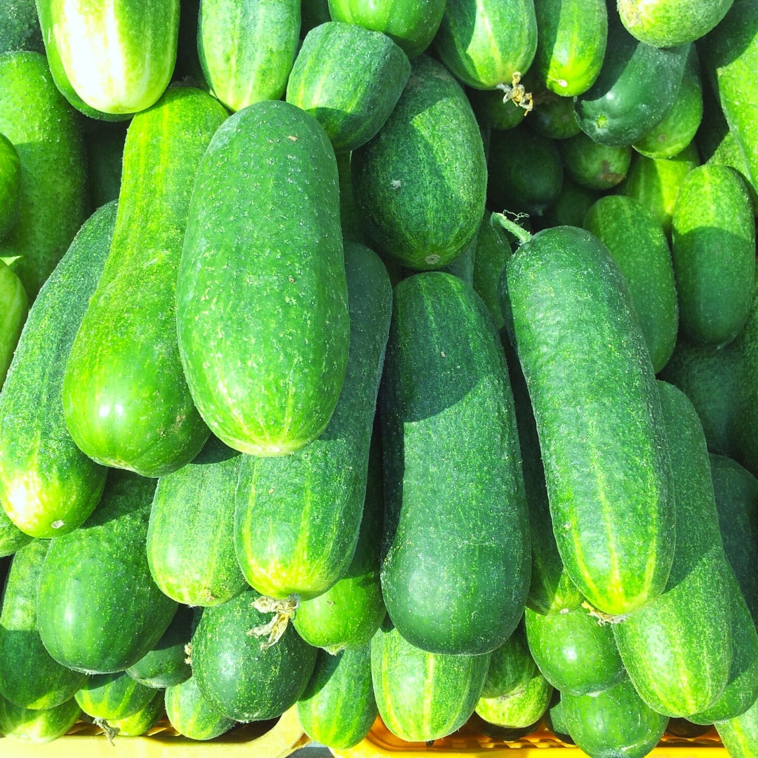 Cucumber (Desi) (Sonipat) - Good Source Of Potassium, Magnesium & Dietary Fibre - Certified Organic