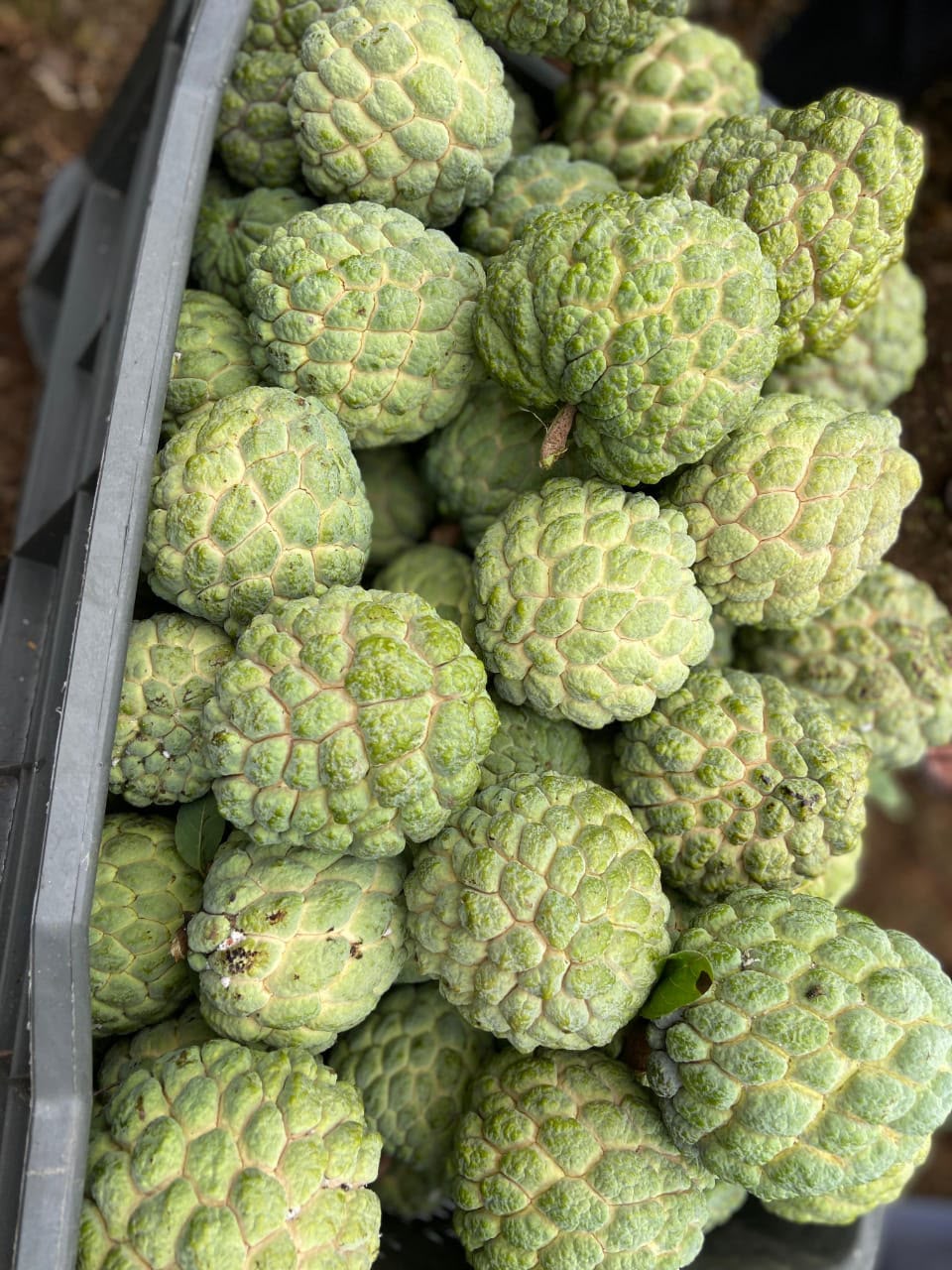 Custard Apple (Sharifa) from Pune- Natural Farming