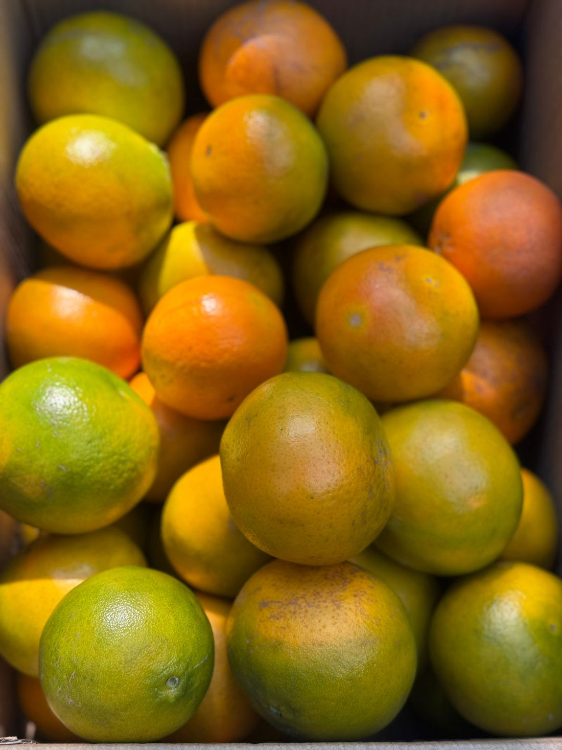 Daisy Mandarin | (Fazilk, Punjab) - Certified Organic