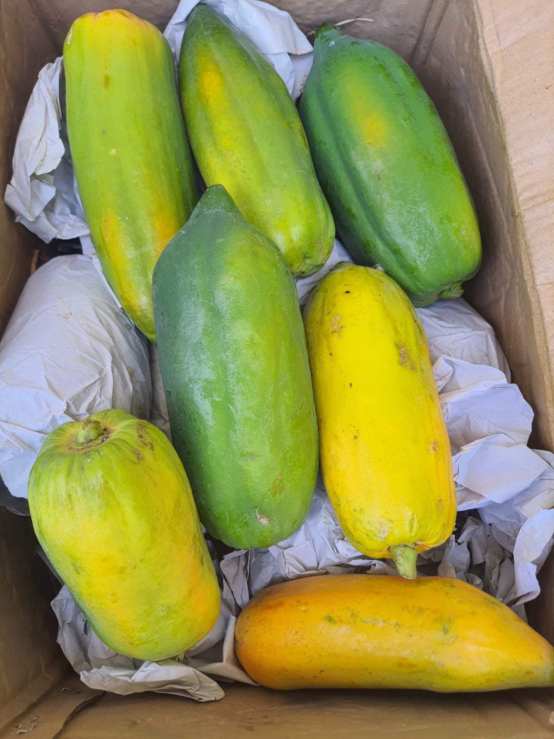Papaya | Desi Long Papaya (Disco) - Maharashtra - Organically Grown