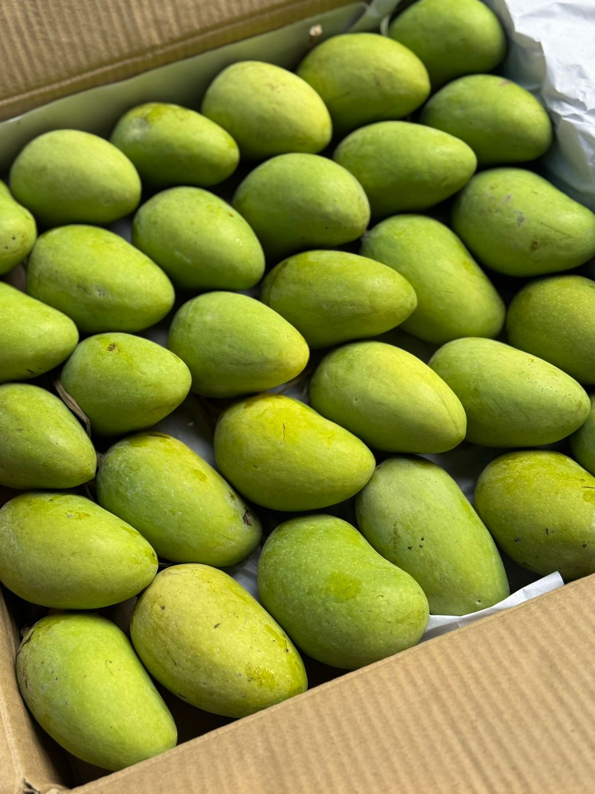 Mango | Dhinga Mango (Paonta Sahib) - Chusne Wala Aam - Naturally Ripened & Carbide Free - Organically Grown