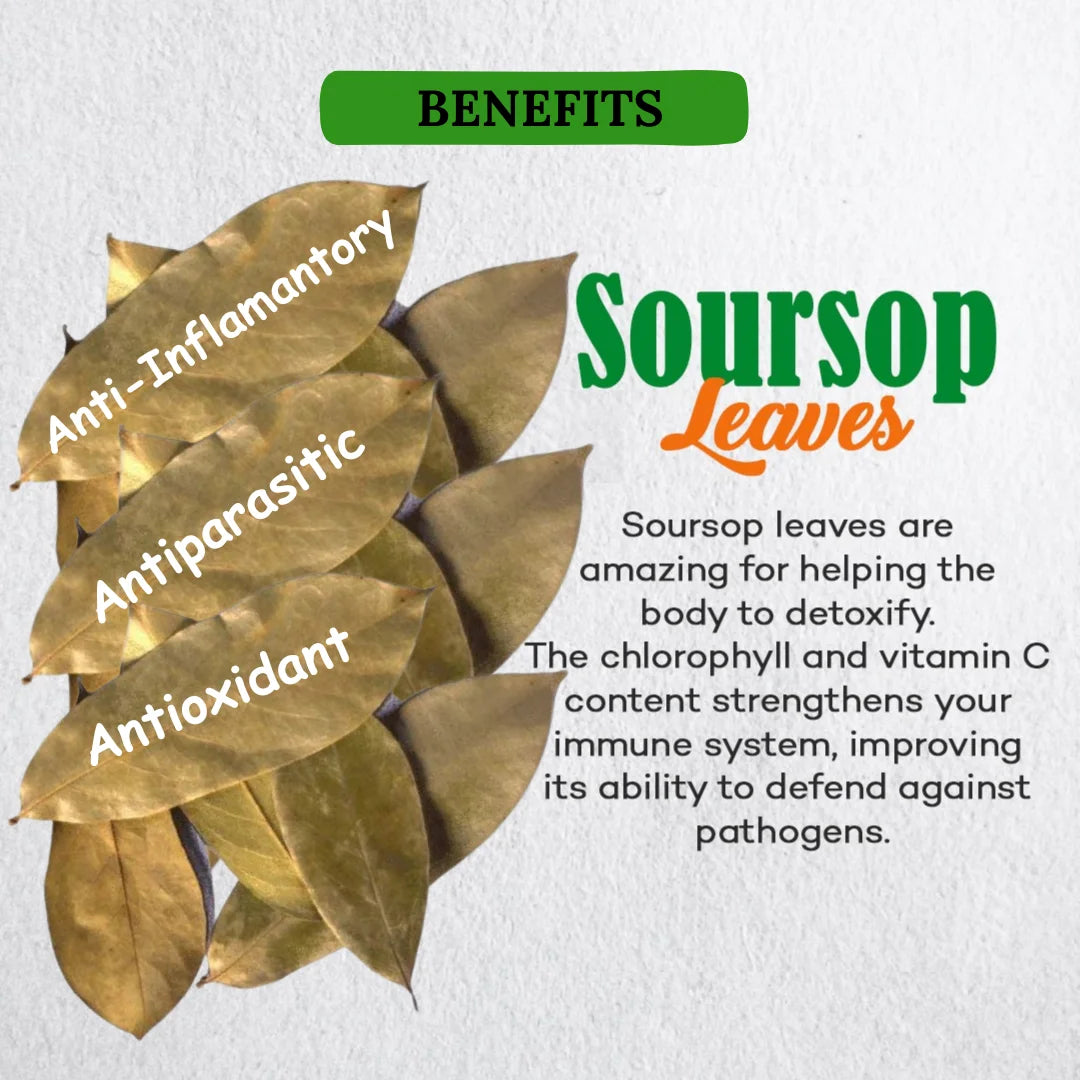 Dry Leaves | Soursop Dry Leaves – Graviola – Guyobana – Laxman Phal leaves – No Additives & No Added Preservatives – BourNeel’s – 250 Dry Leaves