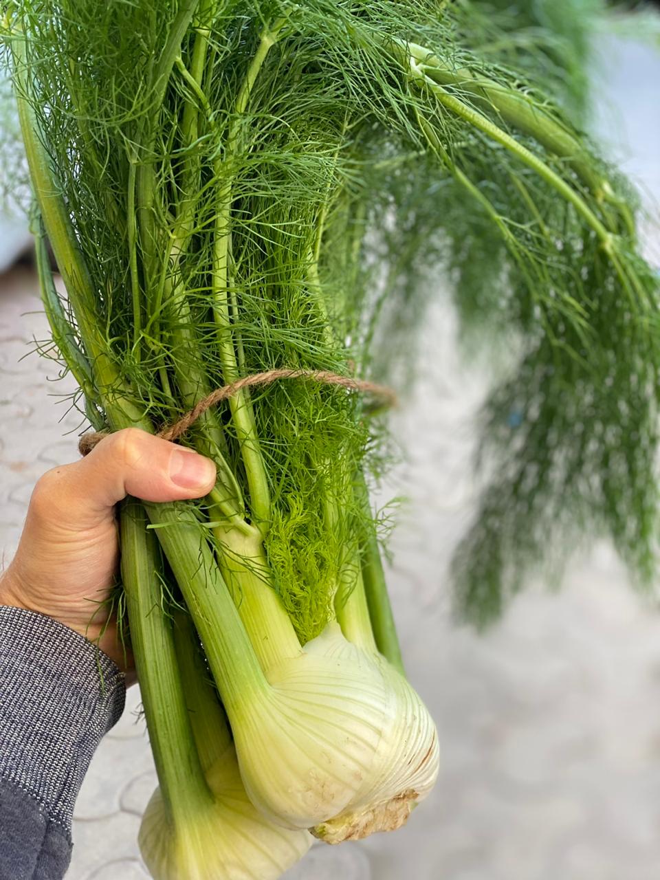 Fennel