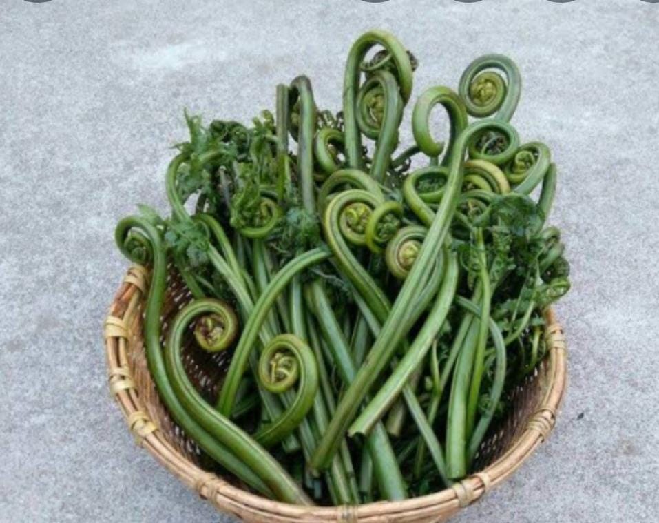 Lingri | (Fiddlehead)