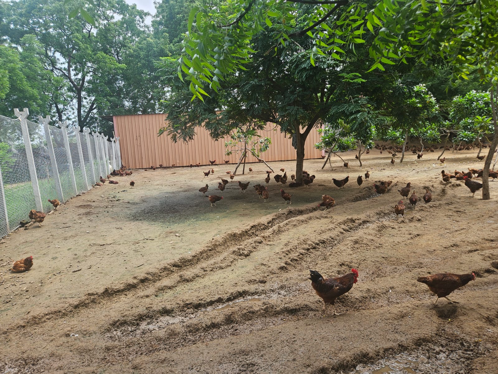 Eggs | Free Range Eggs – Cage Free, No Antibiotics & Hormone Free - The Backyard Farms - 12 Eggs