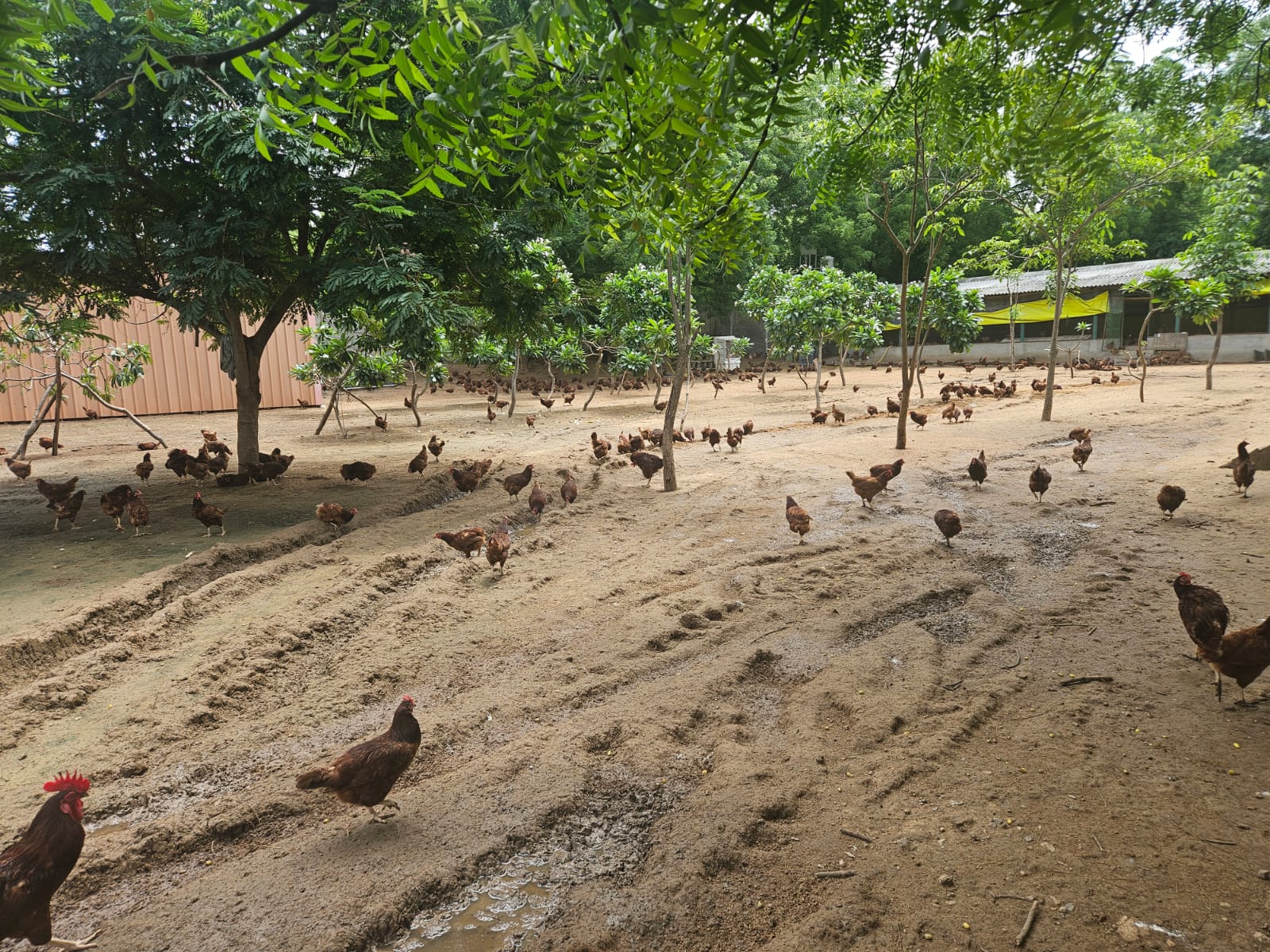 Eggs | Free Range Eggs – Cage Free, No Antibiotics & Hormone Free - The Backyard Farms - 12 Eggs