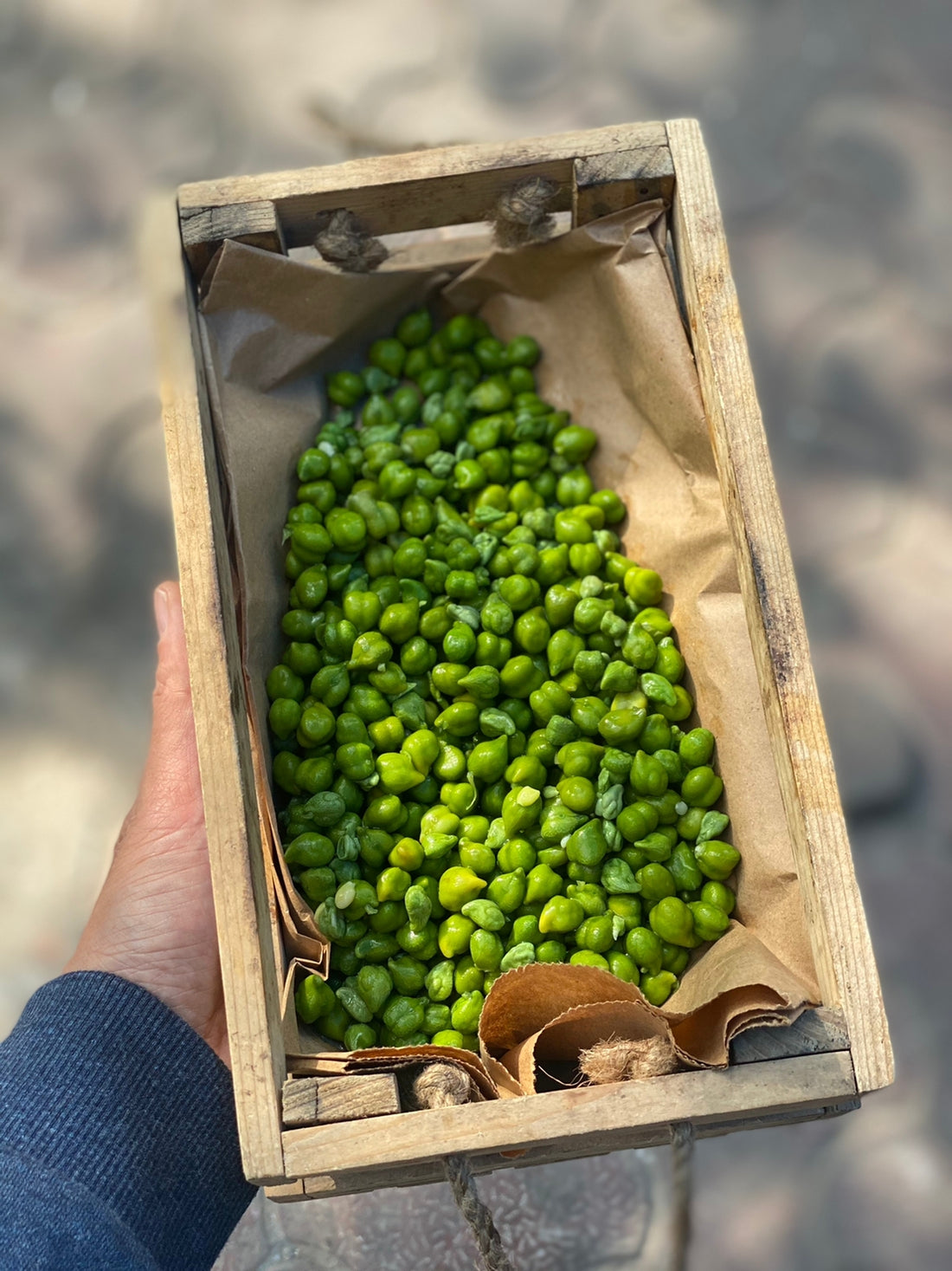 Fresh Cholia | Chickpeas - Sonipat (Rajasthan) - 250gm