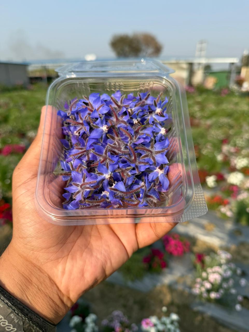 Fresh Edible Borage Flowers (Blue Starflower) - Gourmet Garnish for Drinks, Desserts & Salads - 100% Organic - Edible Flowers - Box