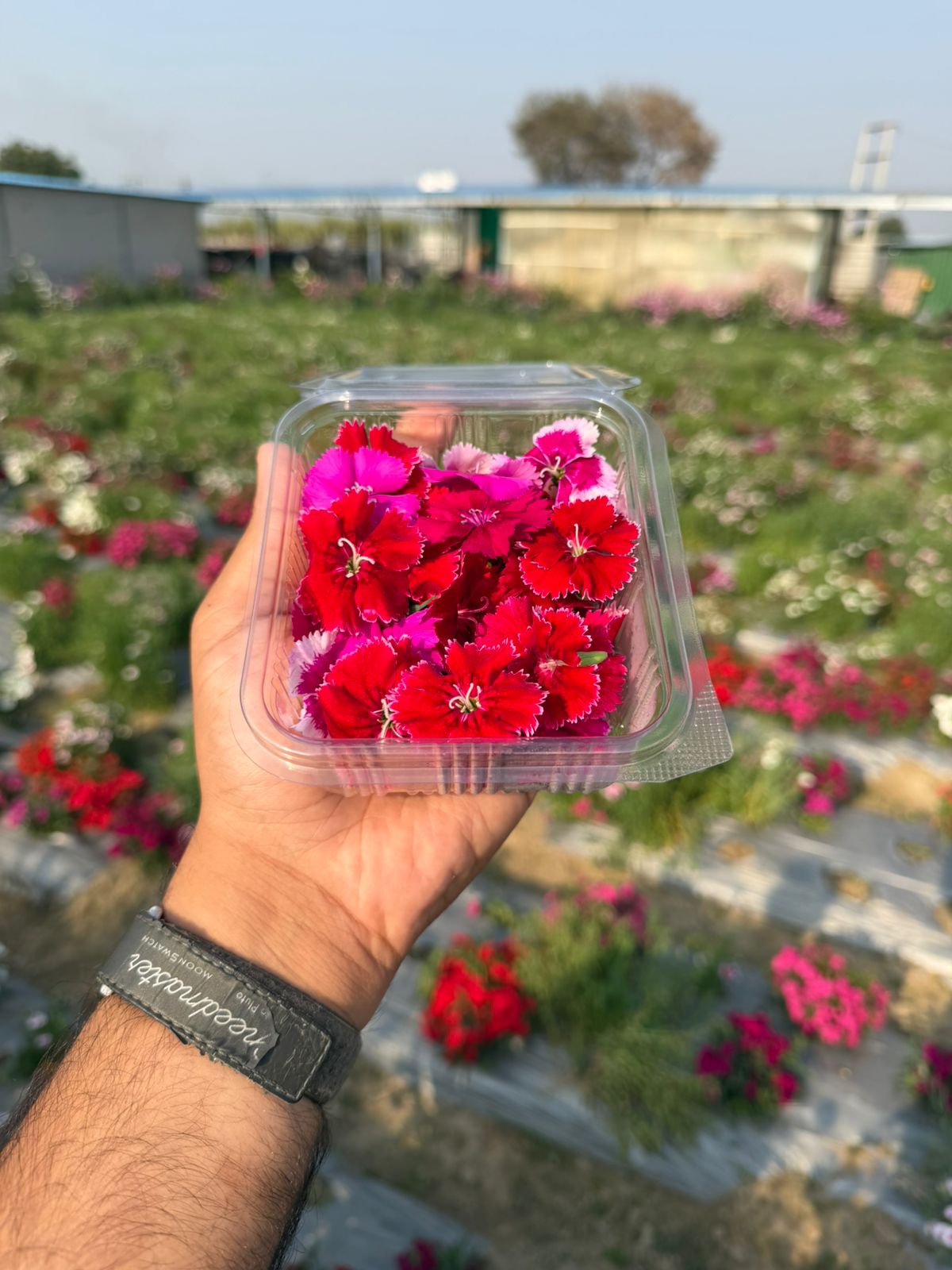 Fresh Edible Dianthus Flowers - Premium Culinary Garnish -Colorful Floral Garnish for Cakes & Cocktails - Edible Flowers - 41gm Box(40-50 pcs)