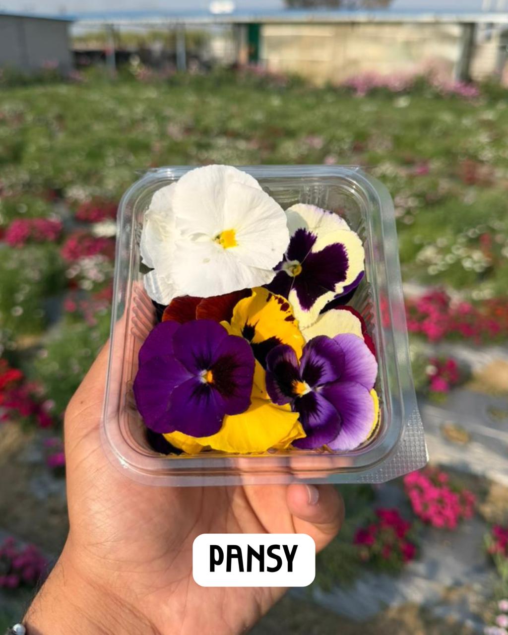 Fresh Edible Pansy Flower - Premium Culinary Garnish -Multi-Colored Floral Garnish for Cakes & Cocktails - Edible Flowers - 26gm, Box (30-40 pcs)