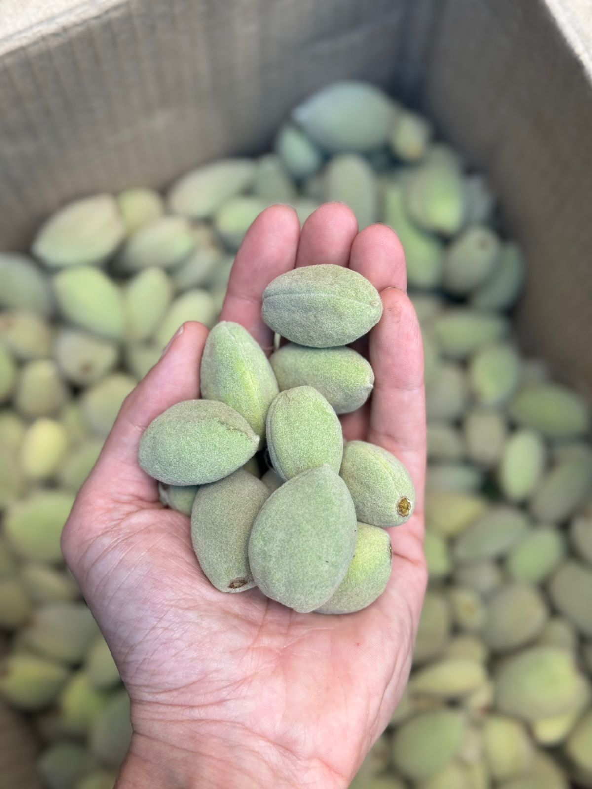 Almond | Fresh Green Almonds