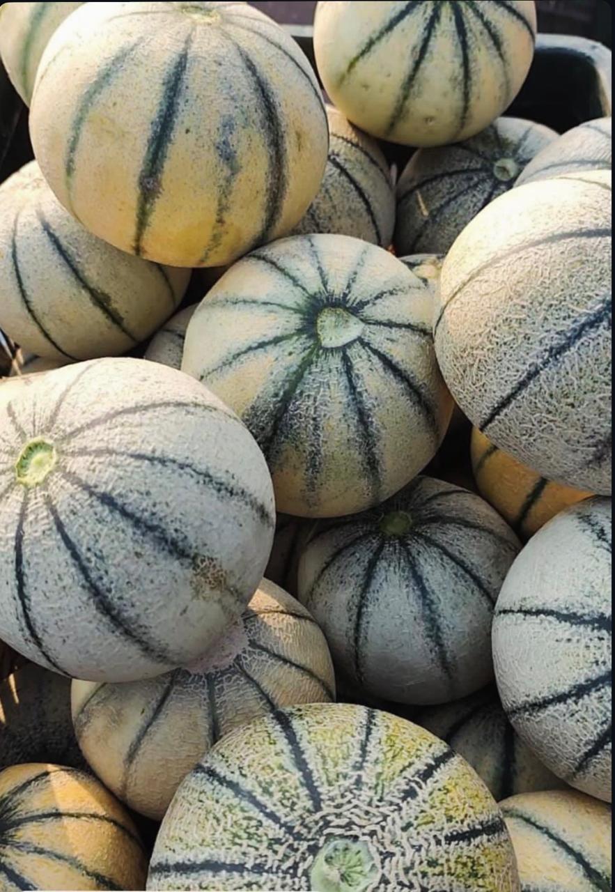 Madhu Melon - 100% Naturally Grown - Pesticide Free- Naturally Ripened